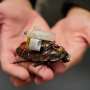 Giant cyborg cockroaches could bring supervised care to people trapped beyond rescuers' reach