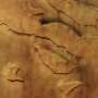 Dozens of active dust devils spotted in Mars canyon system