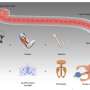 Light-Controlled Microgripper Merges Precision with Force