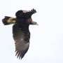 New audio deterrents reduce raptor collisions with wind turbines