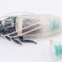 Cyborg Cockroach "Diving Suit" Enhances Underwater Search Capabilities