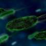 Mars-Simulated Conditions Allow Some Earth Pathogens to Survive