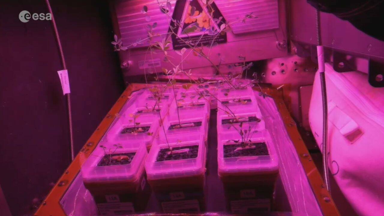 ISS Garden Cultivates Crops for Lunar, Martian Outposts