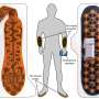 Haptic Insoles and Forearm Band Aid Balance by Replacing Foot Pressure Feedback