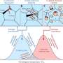 Hydrogen Embrittlement Threatens Hydrogen-Fueled Gas Turbines