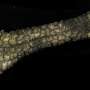 Elephant Trunk Skin Inspires Soft Robotic Gripper Design